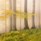 V mlhavém podzimním lese